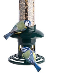 Ruokinta Squirrel Buster evolution, lintujen ruokintalaite, joka estää ja kestää oravat